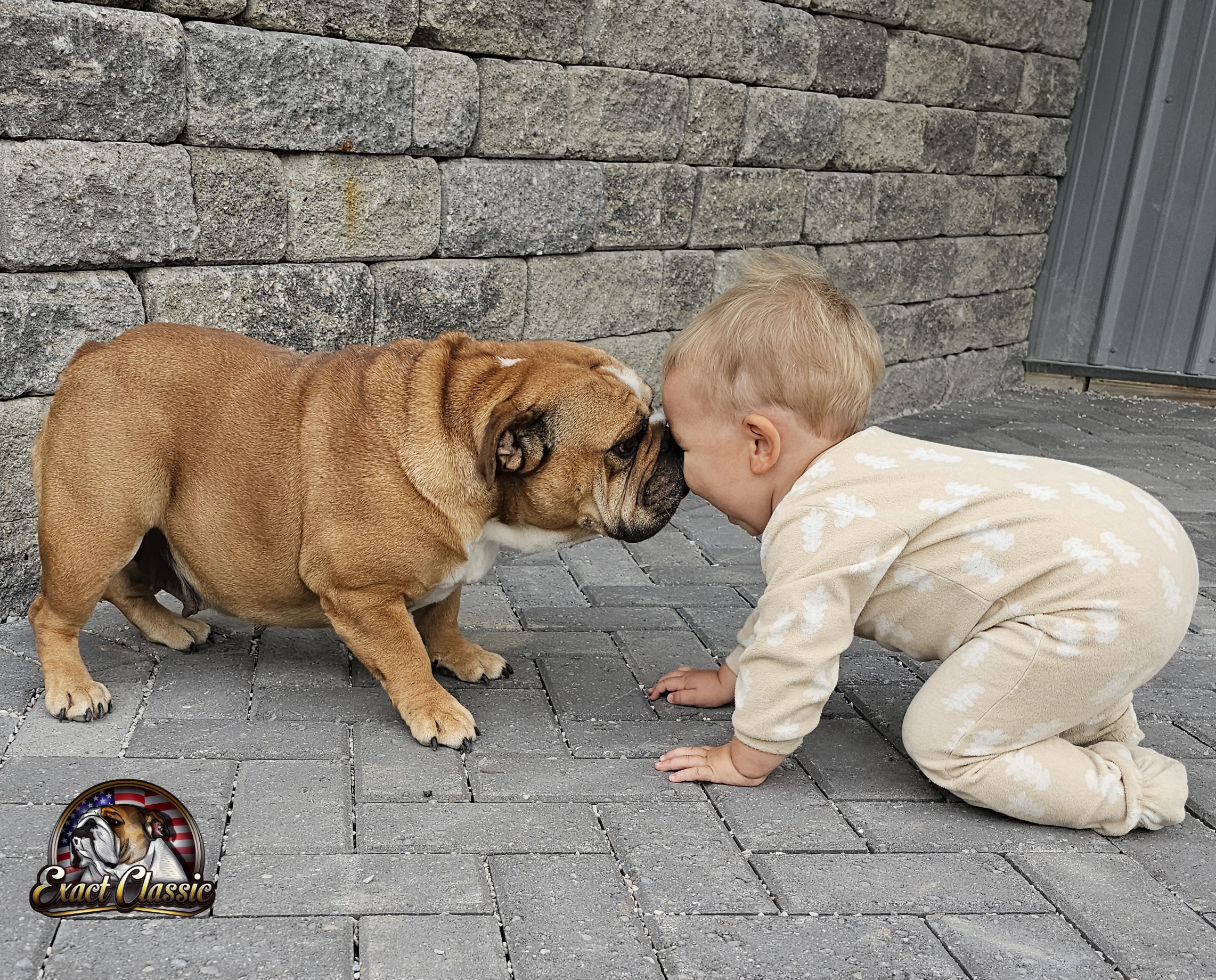 Exact Classic Bulldog socializing with a baby