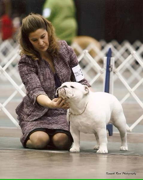 Bulldog With Show Owner during Show