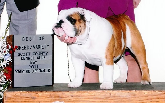 Exact Classic Bulldog Profile Shot