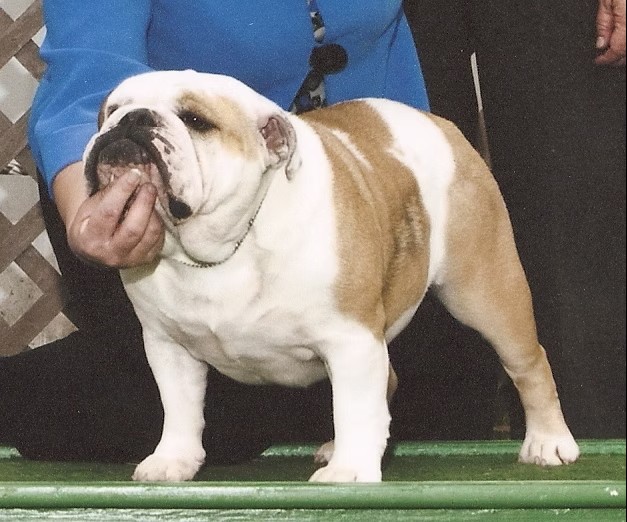 Bulldog Show Ring Close-Up