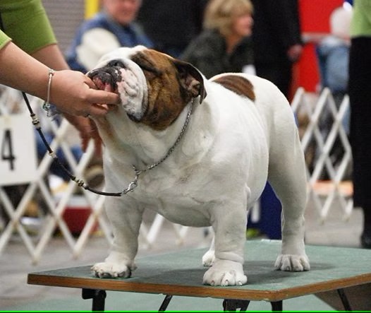 Bulldog Standing On Show Table