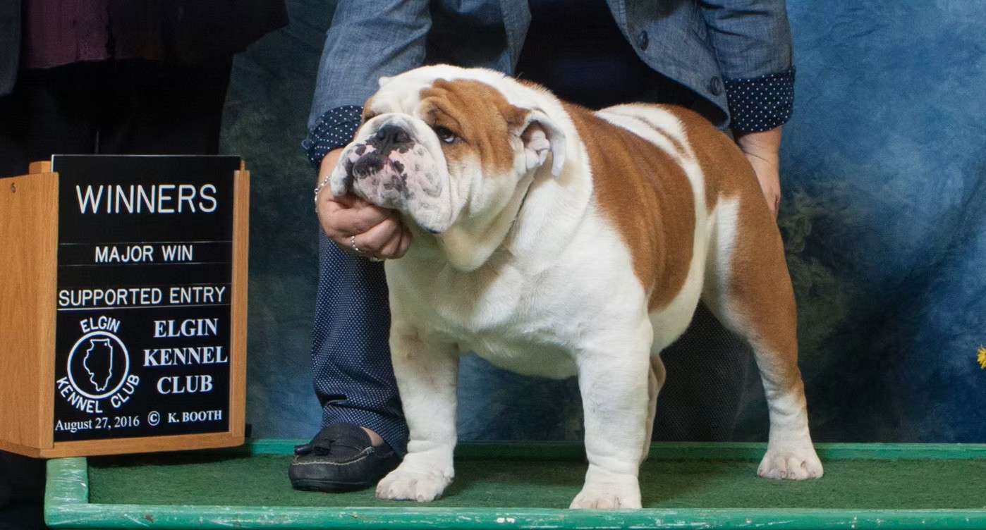 Bulldog Ready For Competition