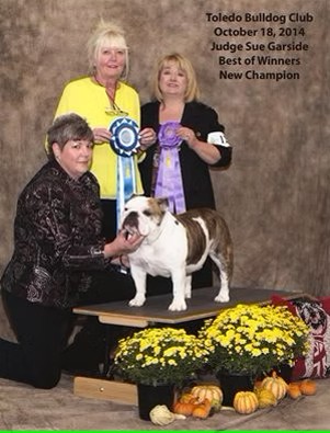 Bulldog With Show Judges and Owner