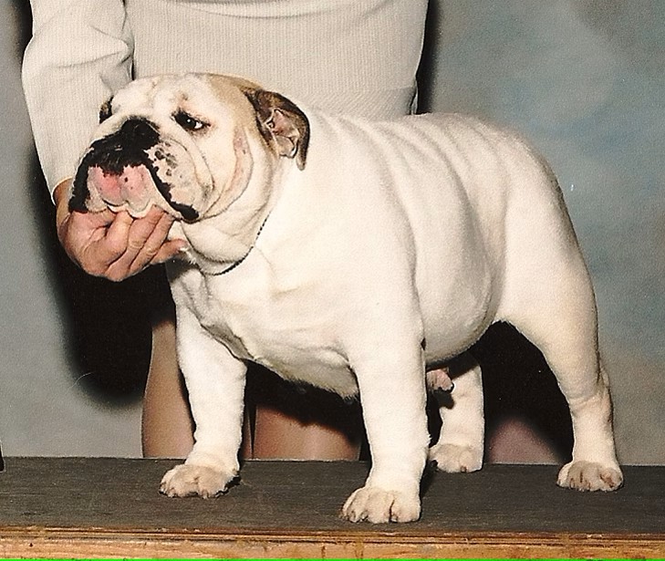 Bulldog Standing On Show Table