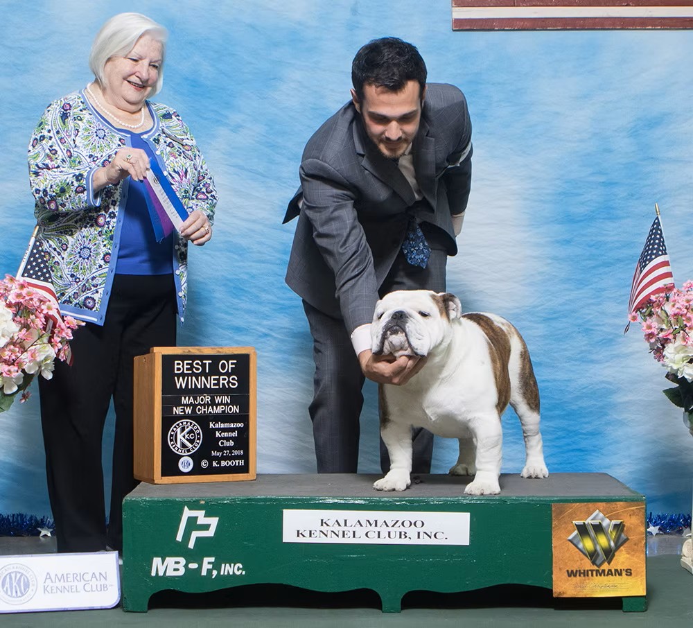 Bulldog With Show Judge and Owner