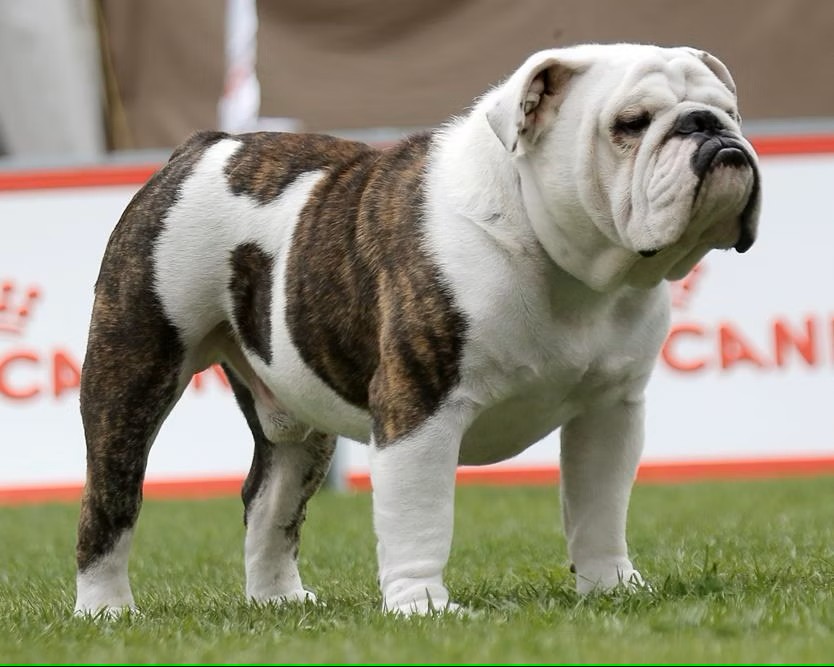 Bulldog Show Ring Close-Up
