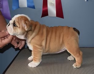 Exact Classic puppy