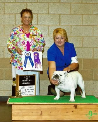 Bulldog With Show Judge and Owner