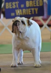 Bulldog Show Ring Close-Up