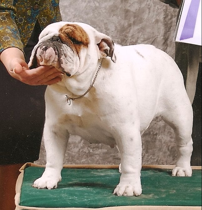 Bulldog Show Ring Close-Up