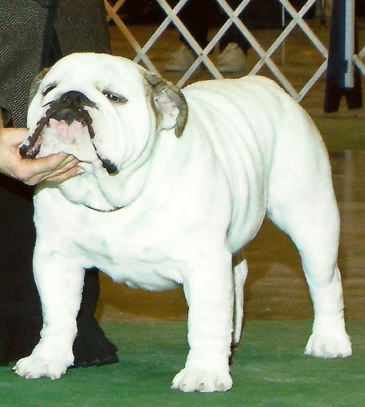 Bulldog Show Ring Close-Up