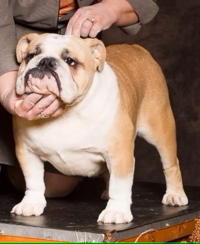 Bulldog Standing On Show Table