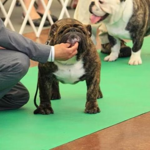 Champion Bulldog On Green Carpet