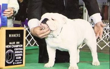 Champion Bulldog On Green Carpet