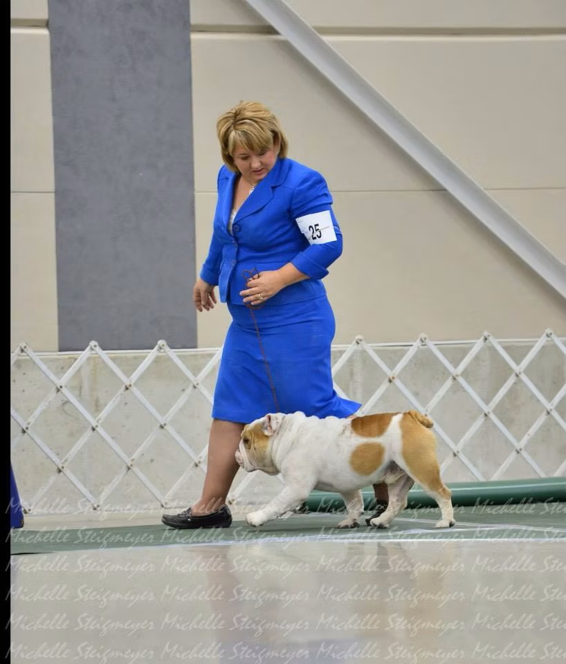 Bulldog On Leash In Ring