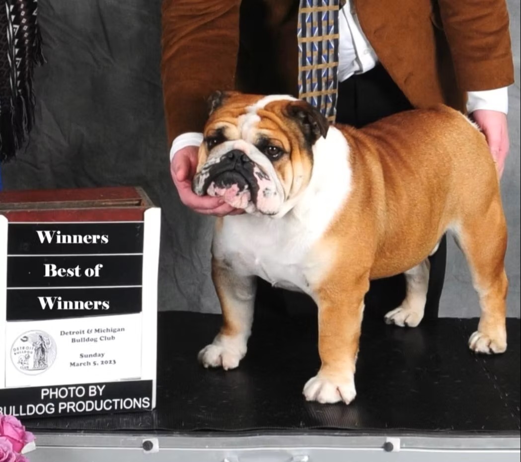 Bulldog Being Photographed After Win
