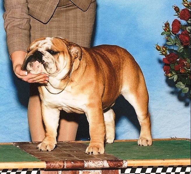Bulldog Being Photographed After Win