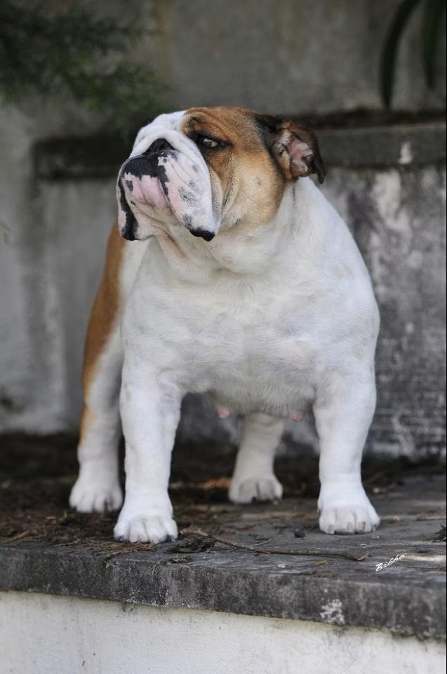 Champion Bulldog Looking Confident