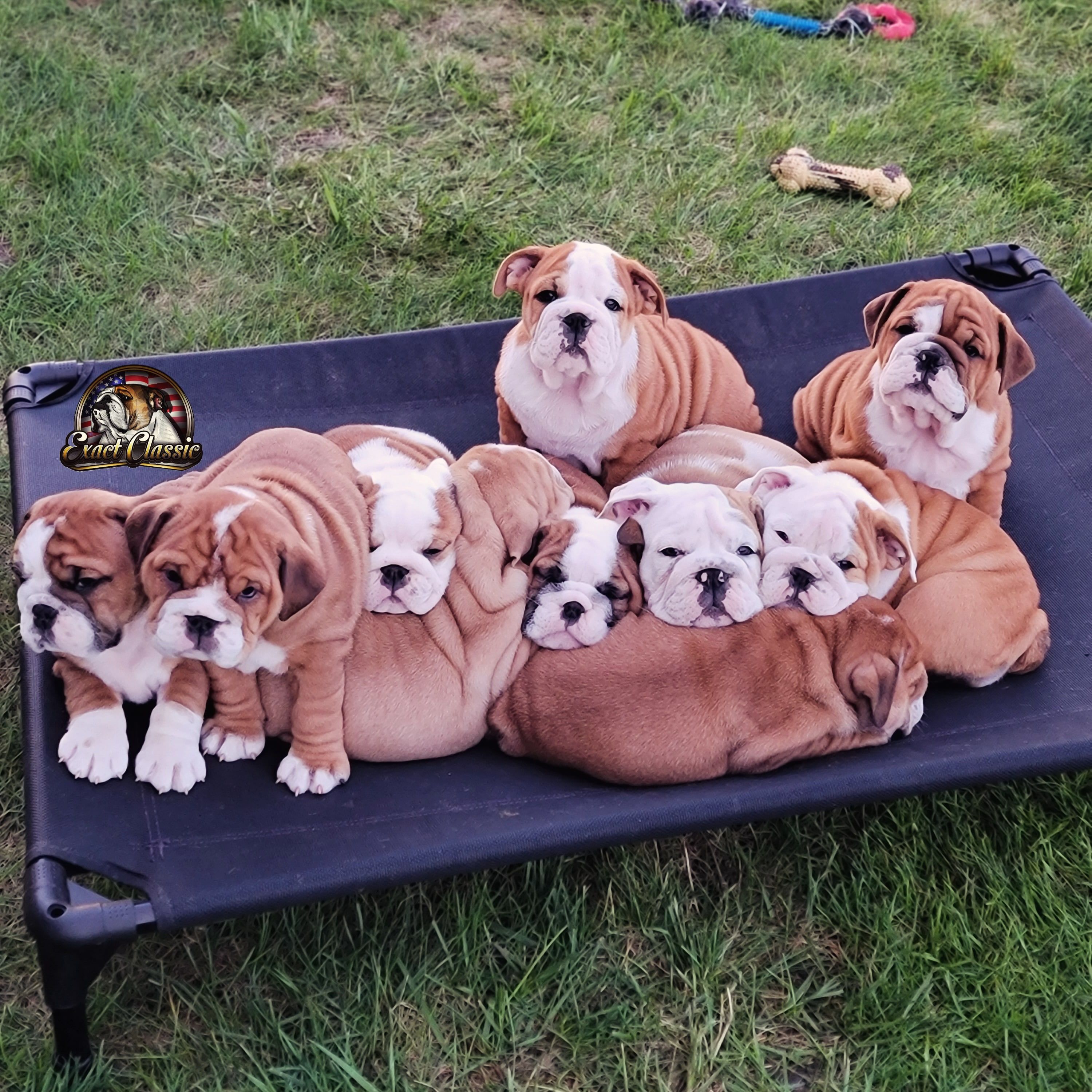 Exact Classic Puppies