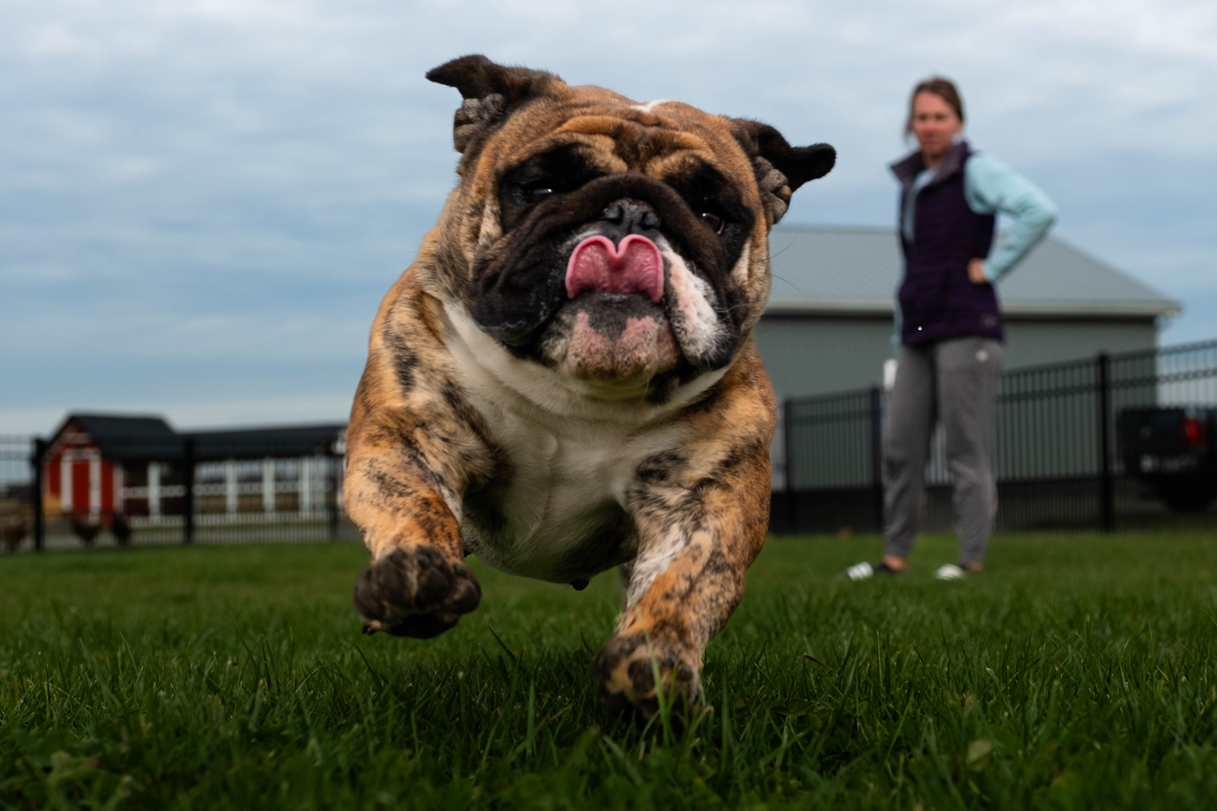 Exact Classic Holy Cannoli Exact Classic Holy Cannoli