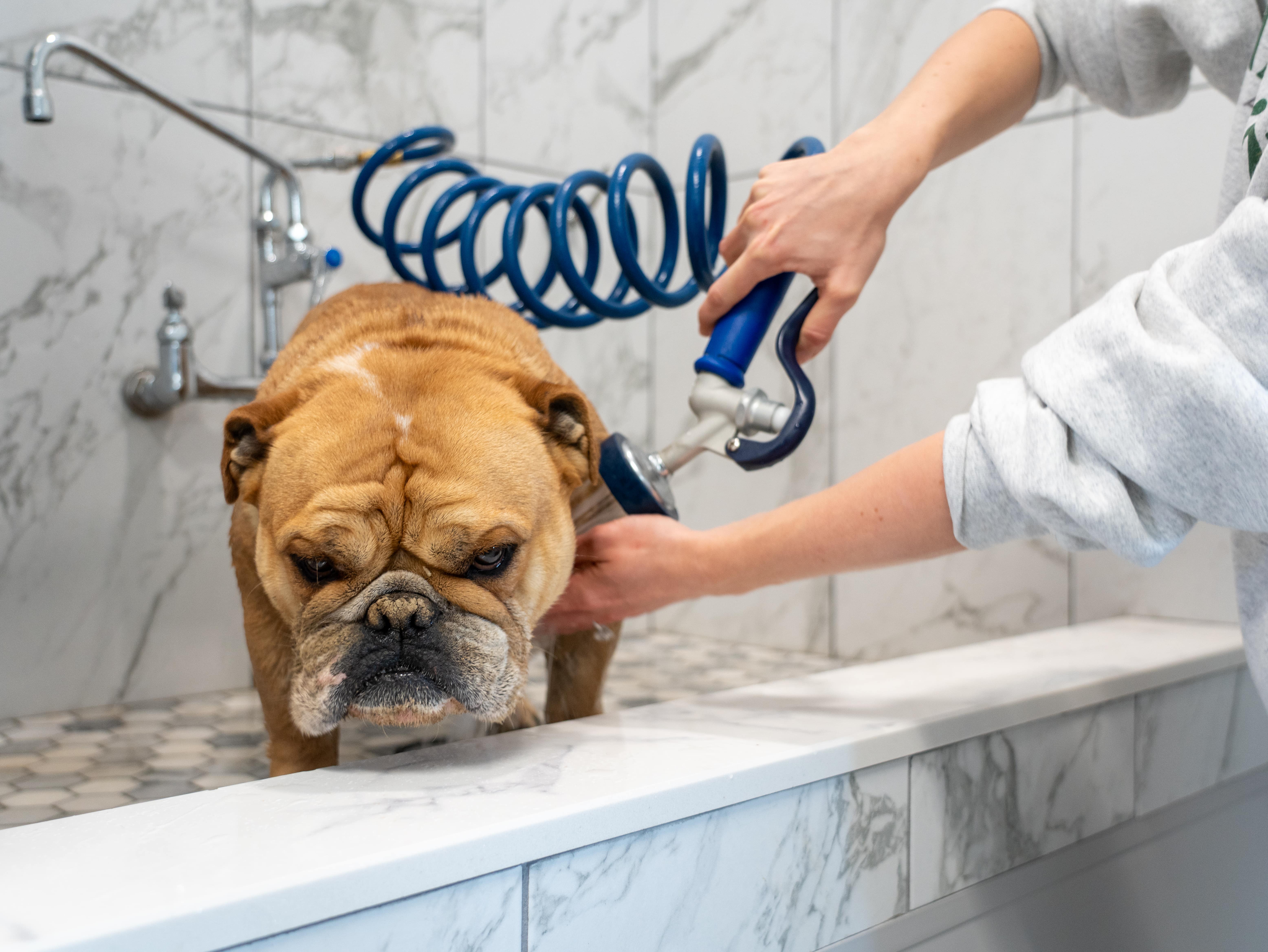 Exact Classic Bulldog Being Washed