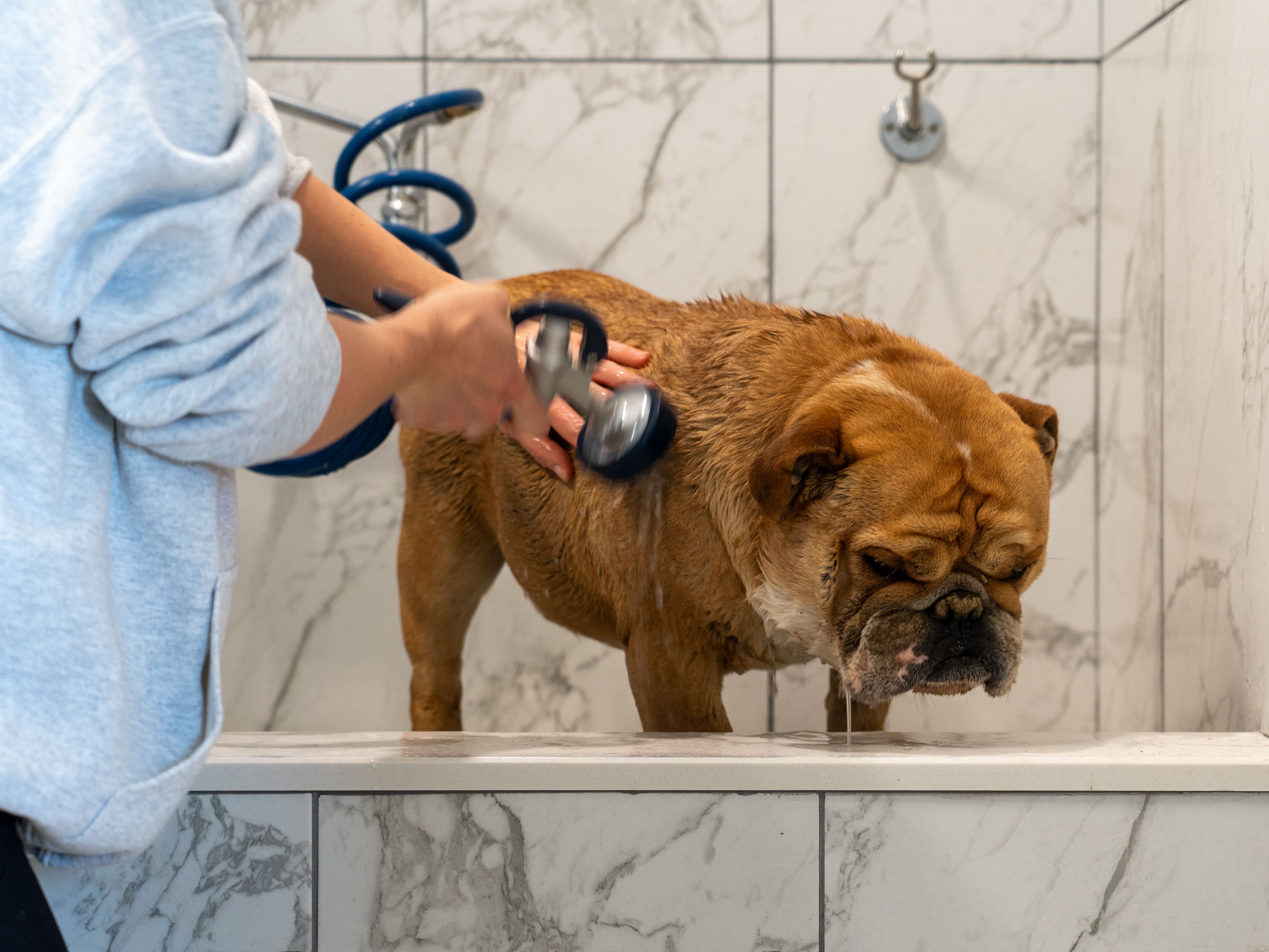 Exact Classic bulldog being bathed