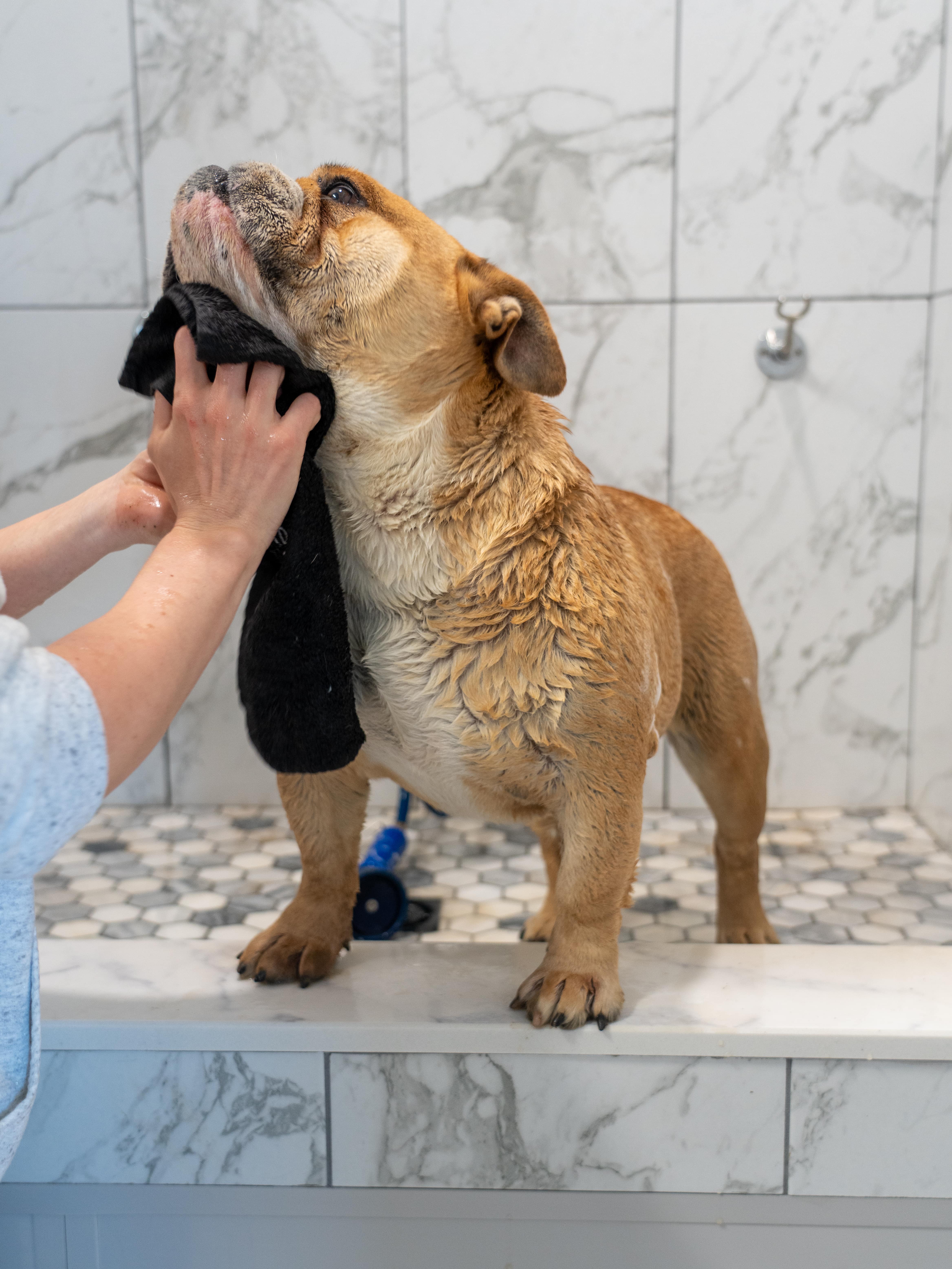 Exact Classic bulldog being dried with a towel