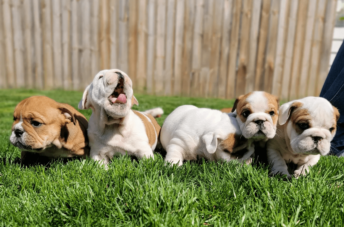 Exact Classic Bulldogs puppies