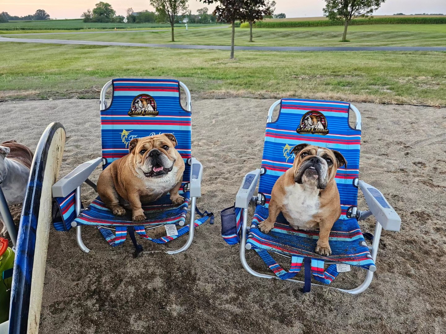 Exact Classic Bulldogs on beach chairs