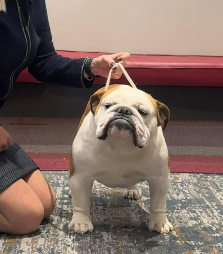 CH Empire n Pop A Tops Anarchy aka Teller