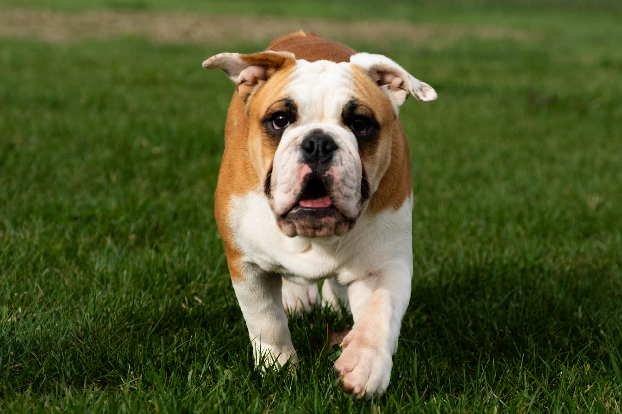 Exact Classic Phoenix Exact Classic Phoenix