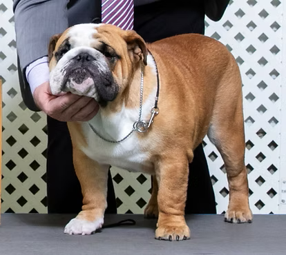 AKC CH EXACT CLASSIC REAL STIHL