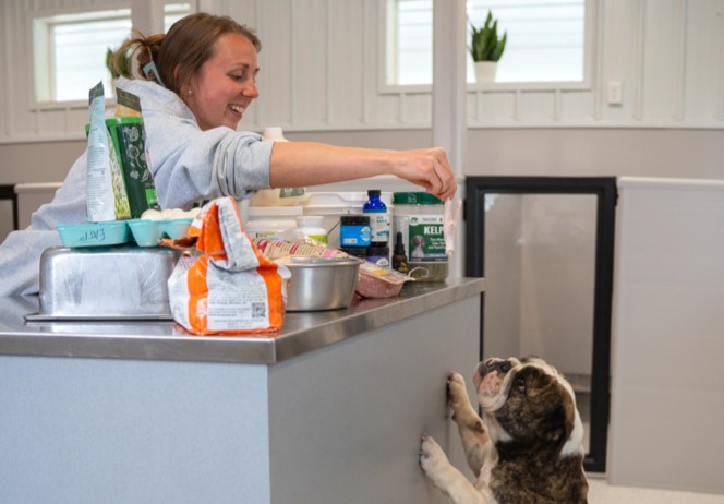 Exact Classic Bulldogs owner, Abby, feeding bulldog natural raw dog food over counter.