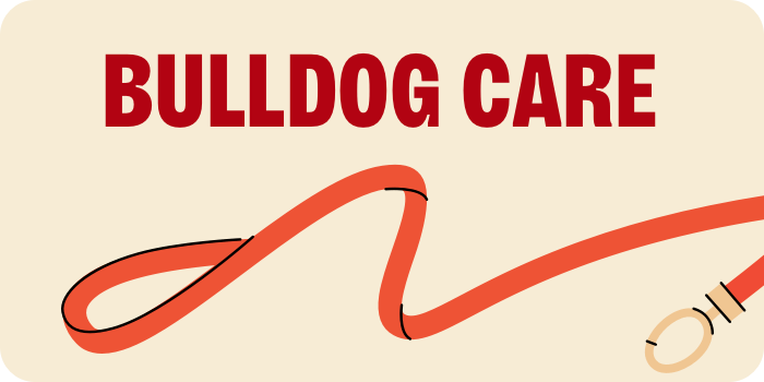 Bulldog Care. Red leash illustration.