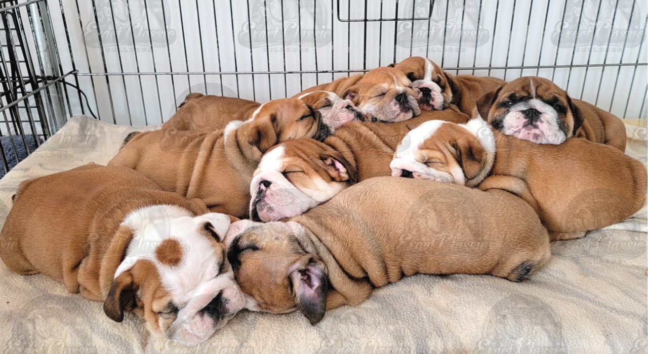Exact Classic Bulldogs puppies