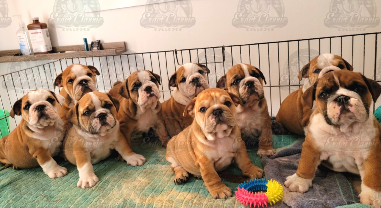 Exact Classic puppies sitting in the dog pen